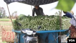 កម្មករនៅក្នុងស្រុកស្អាង រៀបចំច្រកស្ពៃខ្មៅដាក់ក្នុងថង់ ដើម្បីដឹកទៅលក់នៅខេត្តកំពត កាលពីថ្ងៃទី២៤ ខែឧសភា ឆ្នាំ២០២០។ (ស៊ុន ណារិន/VOA)