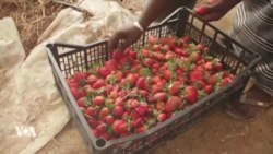 La première serre automatisée pour revitaliser l'agriculture malienne