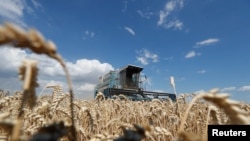 Panen gandum di ladang dekat desa Hrebeni, wilayah Kyiv, Ukraina, 17 Juli 2020. (REUTERS/Valentyn Ogirenko)