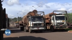 Le Gabon mise sur la filière bois pour diversifier son économie