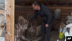 Vadym Zherdetsky pets his pigs in a yard of his destroyed house in the village of Moshun, outside Kyiv, Ukraine, Nov. 4, 2022. 