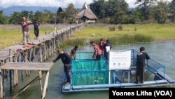 Karamba Apung Uji Pelepasliaran (Restocking) Benih Sidat, Kamis (21/4/2022) (Foto : VOA/Yoanes Litha). 