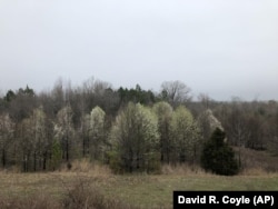 This photo provided by David R. Coyle shows invasive Callery pear trees flowering ear Nicholson, Georgia on February 21, 2019. Georgia is among more than 30 states where the trees have been reported as invasive. (David R. Coyle via AP)