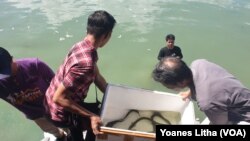 Pelepasliaran sidat di Danau Poso, Kamis (21/4/2022) (Foto: VOA/Yoanes Litha).