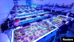 A view of corals in tanks at the Florida Coral Rescue Center in this undated handout photo released by Seaworld. ( Seaworld/Handout via REUTERS )