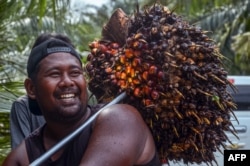 Seorang pekerja mengangkat buah sawit yang dipanen ke truk pengangkut sebelum diolah menjadi minyak sawit mentah (CPO) di perkebunan sawit di Pekanbaru pada 23 April 2022. ((Foto: AFP/Wahyudi)