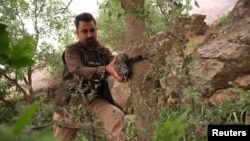 Kurdish environmentalist Nabaz Faruq puts a camera trap on a tree to collect footage of the leopards and wild animals in Bamo mountain, near Darbandikhan, Iraq, April 9, 2022. (REUTERS/Mohammed Jalal)