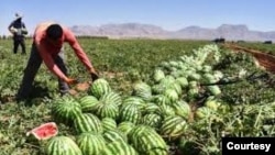 کشت هندوانه