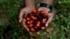 Indonesia Clarifies its Palm Oil Export Ban