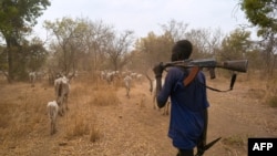 FILE - An armed cattle keeper walks with his cows during a seasonal migration of cattle for grazing near Tonj, South Sudan, Feb. 16, 2020.