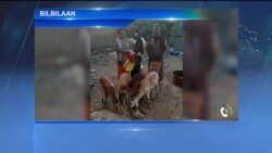 Harka Wal Qabatani Lammiif  Birmachuun Hawaasa Cimsuuf Gargaara: Dhaabbata Gargaarsa Handarii