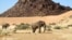 FILE - Elephants roam in Torra Conservancy in Namibia, June 17, 2014.