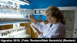 Iryna Layko, kepala laboratorium Institute of Bast Corps di Hlukhiv, Ukraina, 29 Agustus 2018. (Foto: Reuters/Gleb Garanich)