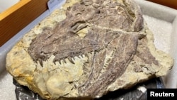 A skull of the large early tetrapod and apex predator Whatcheeria is seen with its many sharp teeth visible in the collections of the Field Museum, in Chicago, Illinois, U.S., in this undated handout image. (Kate Golembiewski/Field Museum/Handout via REUTERS)