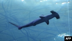 FILE - A hammerhead shark swims at the Miami Seaquarium in Miami, Fla., Nov. 27, 2019.