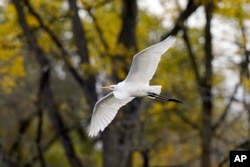 A great egret flies inside the Detroit River International Wildlife Refuge in Trenton, Mich., Oct. 7, 2022. (AP Photo/Carlos Osorio)