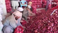 پخوا به پیازهندوستان ته لیږل کیدل، اوس یوازې پاکستان ته صادریږي – د پيازو سوداګر