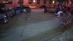 Basmi Hama Tikus, Pemerintah New York Rekrut Direktur Pembasmi Tikus
 
