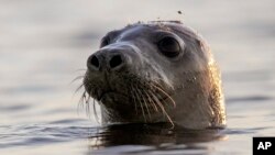 A harbor seal looks around in Casco Bay in this July 30, 2020 file photo off Portland, Maine. A team at Colgate University has developed SealNet, a facial recognition database of seal faces created by taking pictures of harbor seals in Maine. (AP Photo/Robert F. Bukaty, Files)