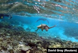 Turis bersnorkel di dekat kura-kura saat mencari makan di antara terumbu karang Great Barrier Rief di Pulau Lady Elliot, Queensland, Australia (foto: dok).