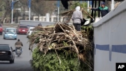 FILE - Workers load recently cut tree branches on a government vehicle, in Cairo, Egypt, Feb. 17, 2022. Massive road construction projects have erased some of the oldest remaining green spaces in Egypt’s capital.