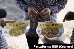 Hasil panen kedelai dengan memanfaatkan teknologi SAE di Yogyakarta dibandingkan kedelai impor. (Foto: Firsto/Humas UGM)