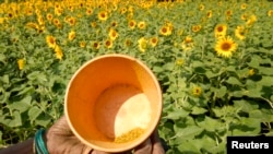 FILE - A farmer shows pollen collected from sunflowers in Zaheerabad, about 120 km west of the southern Indian city of Hyderabad March 31, 2009. (REUTERS/Krishnendu Halder)