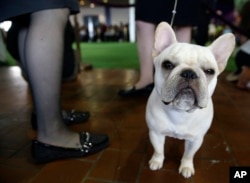 FILE - A French bulldog named Reba waits to enter the ring at the Westminster Kennel Club Dog show in New York, Feb. 16, 2015.