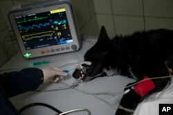 Seekor anjing dari Ukraina, dibius dan di-rontgen sebelum dioperasi akibat cedera serius pada kaki belakangnya, di klinik dokter hewan Ada di Przemysl, Polandia, Senin, 14 Maret 2022. (AP/Daniel Cole)