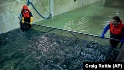 พนักงานของ LocalCoho ฟาร์มปลาแซลมอนในนิวยอร์ก ช่วยจับปลาเพื่อบริจาคให้ธนาคารอาหาร Food Bank of Central New York ก่อนปิดกิจการ เมื่อ 24 ม.ค. 2568