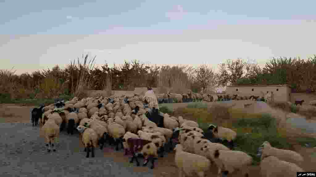 رمه&zwnj;داری و نگهداری حیوانات یکی از شغل&zwnj;های رایج در میان کوچیان است