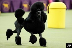 FILE - Siba, a poodle, competes for Best in Show during the 144th Westminster Kennel Club Dog Show, in New York, Feb. 11, 2020.