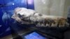 Scientists in Peru Discover a Huge Whale Ancestor