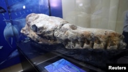 A Basilosaurus whale fossil dating back 36 million years is displayed at the Museum of Natural History after its discovery in the Ocucaje desert, in Lima, Peru March 17, 2022. (REUTERS/Sebastian Castaneda)