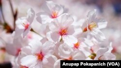 Cherry Blossoms reach their peak bloom at Tidal Basin, Washington, D.C.