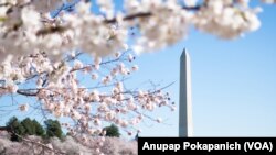 Cherry Blossoms reach their peak bloom at Tidal Basin, Washington, D.C.