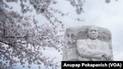 Cherry Blossoms reach their peak bloom at Tidal Basin, Washington, D.C.