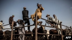 Des éleveurs Hausa-Fulani et des acheteurs de bétail attendent les transactions de bétail alors qu'ils étaient assis sur une clôture métallique au marché aux bestiaux de Kara à Lagos, au Nigeria, le 10 avril 2019.