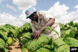 Manajer Pertanian Shaw Mutalepo memeriksa daun tembakau untuk melihat tingkat kematangan di pertanian Tilisa di Bromley pada 15 April 2020. (Foto: AFP)