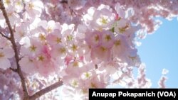 Cherry Blossoms reach their peak bloom at Tidal Basin, Washington, D.C.