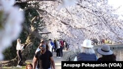 People enjoy cherry blossoms in their peak bloom for the first time in 2 years with pandemic at Tidal Basin, Washington, D.C.