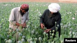 아프가니스탄 농부들이 양귀비를 재배하고 있다.