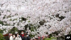 People wearing face masks stroll under cherry blossoms in full bloom at the Zojoji temple in Tokyo, March 29, 2022. 