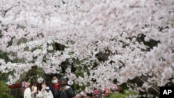 Warga berjalan -jalan di bawah bunga sakura yang sedang mekar secara penuh di Kuil Zojoji di Tokyo, Jepang, 29 Maret 2022. (Foto: AP)