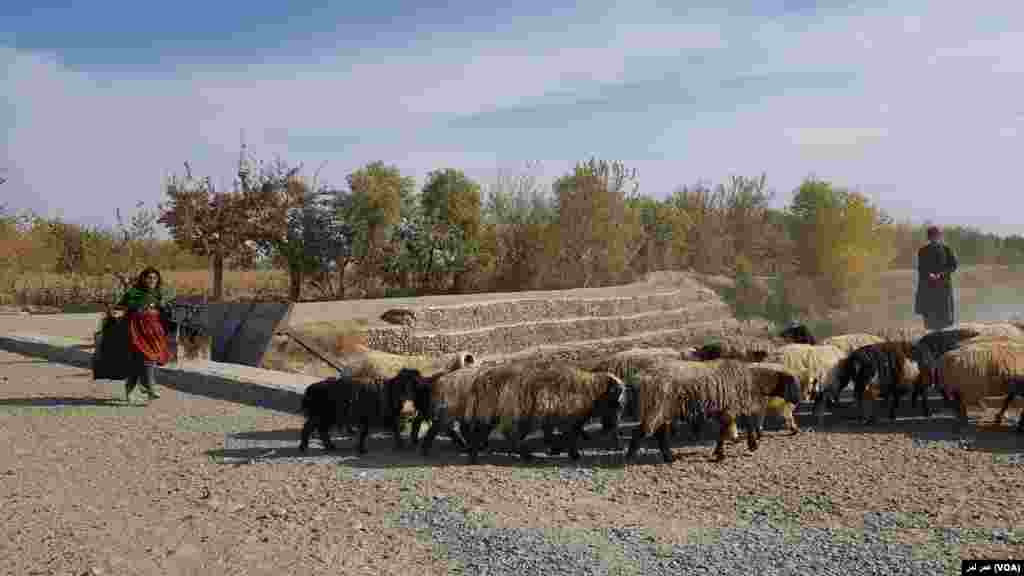 دخترچوپان در حال هدایت رمۀ گوسفند