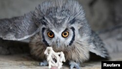 A worker feeds a white-faced scops owl at the Soysambu Raptor Centre inside Soysambu Conservancy in Nakuru, Kenya April 12, 2022.