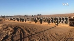 威斯康辛州的一家农场里，奶牛在安然吃草