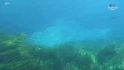 Թունիսից դուրս Միջերկրական ծովի ջրերի տակ, մեղմորեն ծածանվող կանաչ ծովախոտի մարգագետինները ապահովում են կենսական ծովային միջավայրեր 