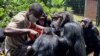 Congo Wildlife Center Gives Chimps a Home 