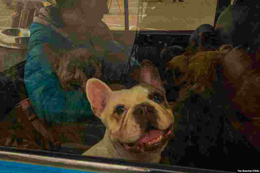 A family with 10 dogs arrives in Zaporizhzhya after their hometown became a warzone, April 27, 2022.